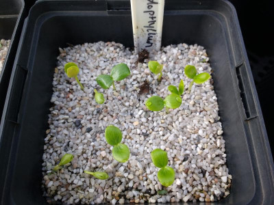 Podophyllum species Germination May 2018.jpg