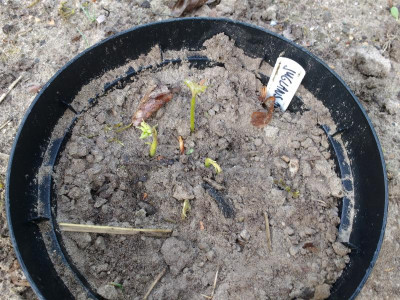 Juglans ailantifolia var. cordiformis Germination May 2018.jpg