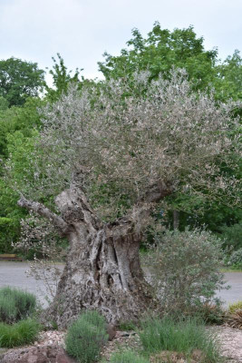 Olive Ettlingen 007.JPG