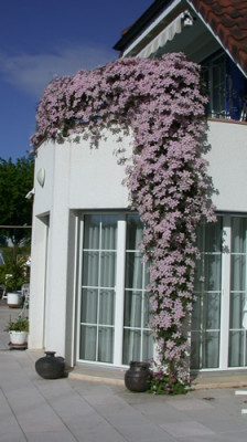 Clematis_alpina_Rubens__HW_26385.jpg
