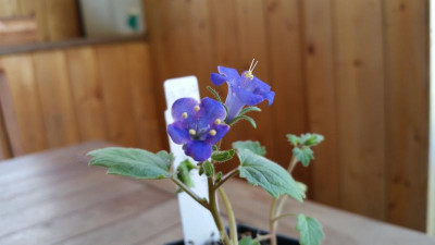Phacelia campanularia.jpg