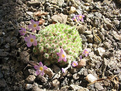 Dionysia_iransharii_fars_2007.jpg