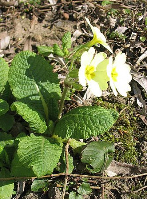 Primula_neue_Hybride_fars_2007.jpg