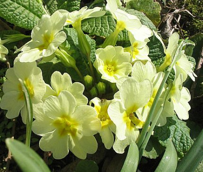Primula_vulgaris_fars_2007.jpg