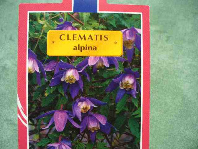 Clematis_01.jpg