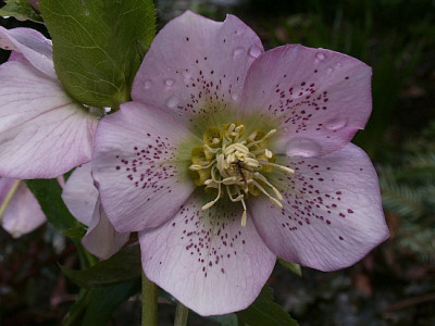 Helleborus-XI-03-07.jpg