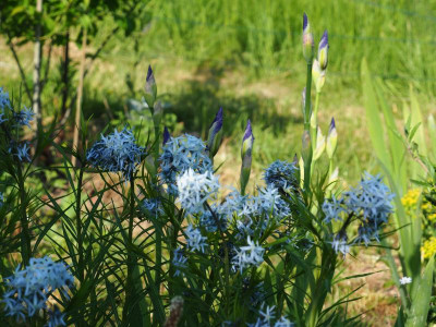Amsonia Hubrichtii und Iris P5050263.JPG
