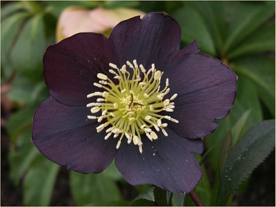 Helle-schwarzrot-03-07.jpg