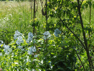 Amsonia elliptica P5120072.JPG