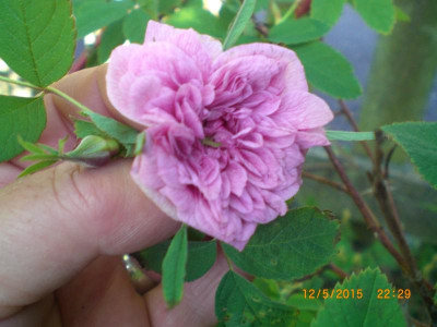 Zimtrose majalis foecundissima, kl. Blüten.JPG