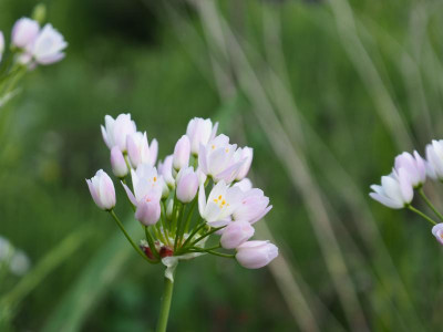 Allium roseum P5110020.JPG