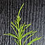 Equisetum_Spitze_1.JPG