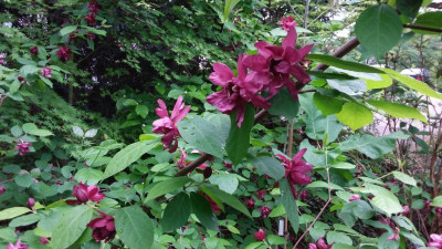 20180513_171305.jpg