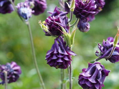 Aquilegia vulgaris Double P5110021.JPG