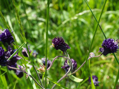 Aquilegia vulgaris Double + P5120034.JPG