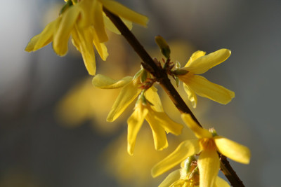 Garten-im-Licht-7a.jpg