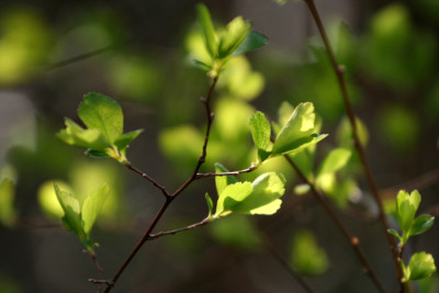 Garten-im-Licht-7b.jpg