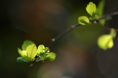 Garten-im-Licht-7c.jpg