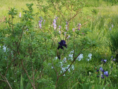 Blackout zwischen Vitex agnus-castus P5120075.JPG