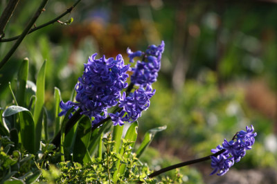 Garten-im-Licht-7e.jpg