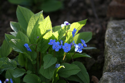 Garten-im-Licht-7-f.jpg