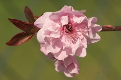 blutpflaume_4675.jpg