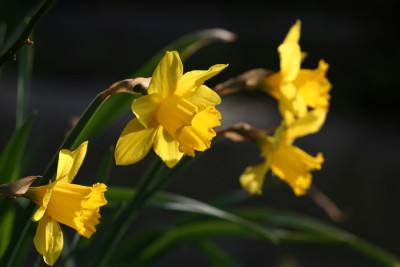 Garten-im-Licht-7-h.jpg