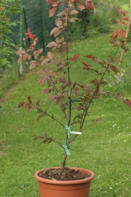 blutpflaume_3472_klein.jpg