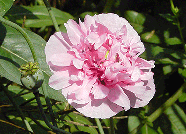 Papaver_gefuellt-Bluete.gif