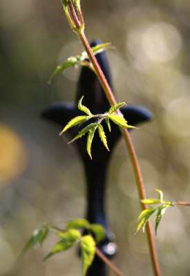 Garten-im-Licht-7-k.jpg