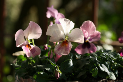 Garten-im-Licht-7-l.jpg