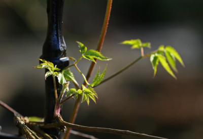 Garten-im-Licht-7m.jpg