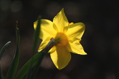 Garten-im-Licht-7-q.jpg