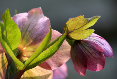 Garten-im-Licht-p.jpg