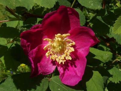 R. pendulina_Hinterberg_Ga_P5130243.JPG