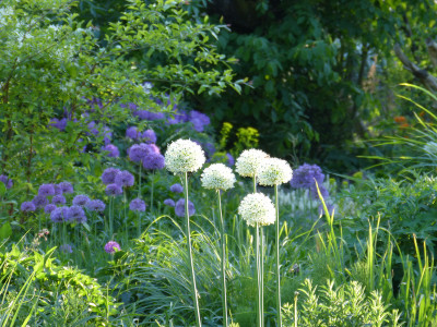 2018-05-13 Gartenimpressionen 2.jpg