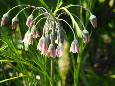 Nectaroscordum siculum + P5120059.JPG