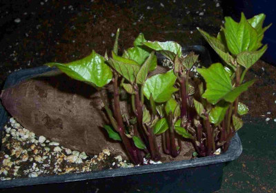 100_7510 rot rote Süßkartoffel.jpg