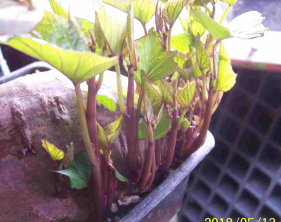 100_7511 rot rote Süßkartoffel.jpg