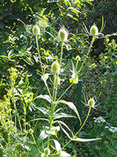 Distel-klein.gif