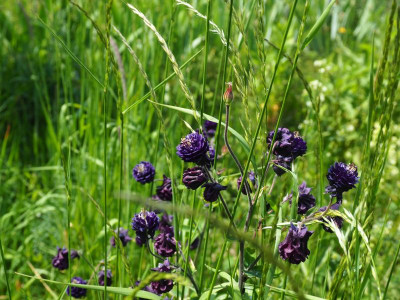 Aquilegia vulgaris Double P5120033.JPG