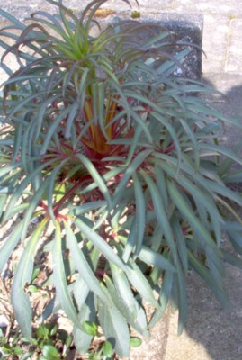 Helleborus_nigra.jpg