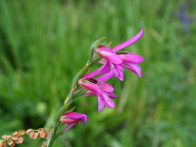 Gladiolus communis P5110017.JPG