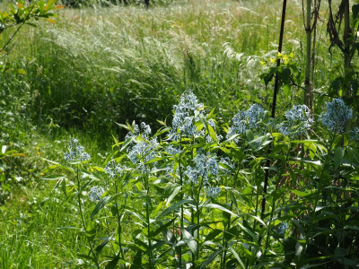 Amsonia elliptica P5120071.JPG