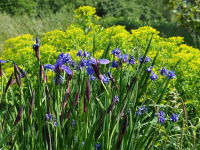 Iris sibirica 'Prussian Blue' P5120038.JPG