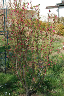 Blut-Johannisbeere_K__0515_73.jpg