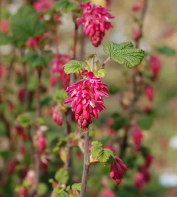 Blut-Johannisbeere_K__0513_93.jpg