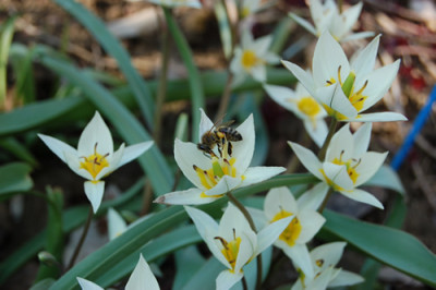 Wildtulpen_turkestanica_S4_0543_95.jpg