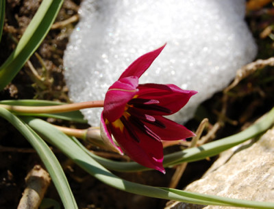 Tulpe_Persian_Pearl_S3_0494_93.jpg