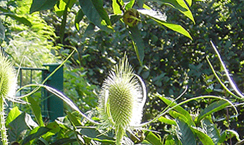 Distel-Bluete.gif